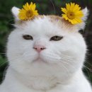 살구PC방 이미지