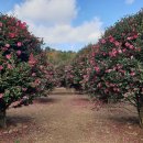 비브레이브 이미지