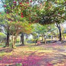 영광군청 산림공원과 앞 | 사천시 삼천포 노산공원 탁 트인 바다 뷰와 동백 숲 동백꽃길을 거닐다/동백 절정 시기 주차정보