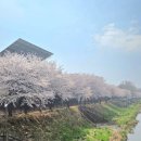 삼산경계 ~ 삼산하나로마트 | 인천 부평 굴포천 벚꽃 개화 현황 청리단길 주차 산책 코스 방문 후기