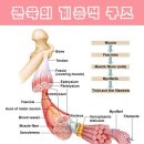 근육의 분류, 특성, 기능 이미지