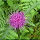 방아다리 주유소 이미지