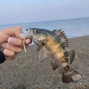해변슈퍼낚시