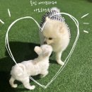 카페흔들다 | 용인 애견카페 추천, 꼬리 흔들다 하루가 순삭! 아로하스토리 방문 후기