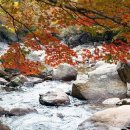 절정 직전의 '피아골 단풍', 그 자체로 완벽한 풍경 이미지