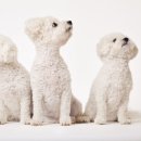 귀족동물병원 이미지