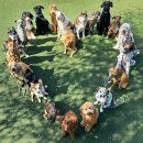 Miami의 Dog Daycare에서 찍은 강아지 단체사진 31 이미지