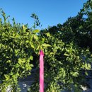 일남농장 이미지