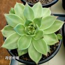 라온하제 이미지