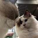 고양이카페38.5 | 남양주 별내별가람역 깔끔한 고양이 카페 38.5 후기 (입양가능한 곳)