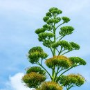 달짝지근해 이미지