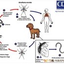 우리개 우리냥이 이미지