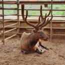 부자 흑염소농장 이미지