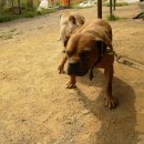 옐로우 켄넬 이미지