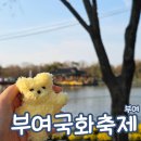 인형나라 | 부여 국화 축제 궁남지 2025 주차 가볼만한곳