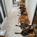 청담눈초롱안과동물병원 이미지