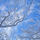 한라산 어리목코스의 겨울풍경 이미지
