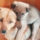 뿔난강아지 이미지