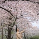 북한강문화나들이 | 경기도 벚꽃 명소 북한강뷰 보며 힐링 피크닉