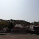2024년 4월7일 산사랑회 정기산행 부천 원미산 + 인천 대공원(1) 이미지