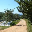 아포농협주유소 이미지