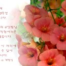 아도니제 이미지