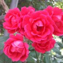 뜰에가득flower 이미지