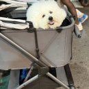 (합)하나고속관광 | 타이중 여행 일정 2일차 고미습지투어 내돈내산 kkday