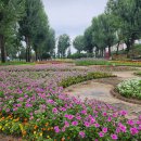 보강천 미루나무숲 이미지