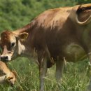 요한목장 이미지