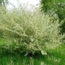 보리수 열매 효능 제철 보리수나무 효능 먹는 법 이미지