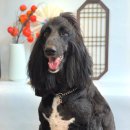 메종 드 펫 이미지