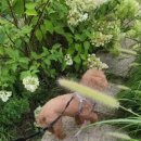 강아지 마법사 골드맘 이미지