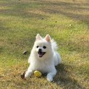 바우하우스 105 | 강아지와 함께하는 홍천여행 가평휴게소-강아지숲-바우하우스105