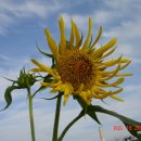 하늘을 향하여 이미지