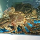 대게나라 이미지