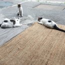 레디메드 이미지