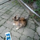 미스고PC 이미지