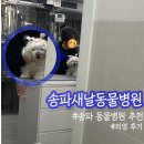 송파새날동물병원 | 10년 동물병원 내원 경력직의 선택 “송파새날동물병원“