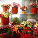 늘봄화원 이미지