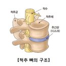 올바른 허리 건강법 (추간판탈출증 디스크) 이미지