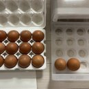 윤조목장 | 얼렁뚱땡이