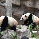 4월 17일 수 -우에노동물원 쌍둥이 팬더 분리 사육하기로 이미지