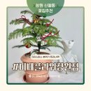 3216 | 창원 신월동꽃집 미떼플라워 연말분위기 트리화분 픽업 후기