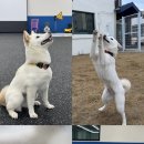 P&M 반려견교육센터 대전점 이미지