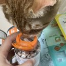 로즈펫 | 네이버펫 바우처로 조공 고양이 강아지 간식 습식 혜택 및 할인 저렴하게 구매 후기
