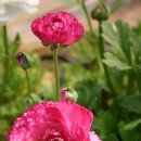 라넌큘러스 (Ranunculus asiaticus) 이미지