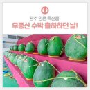 광주 명품 특산물! 무등산 수박 출하하던 날!외2건 [광주광역시제공] 이미지