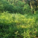 상창리-2 이미지