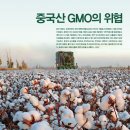 GMO 쌀 대량생산 준비 완료한 중국 이미지